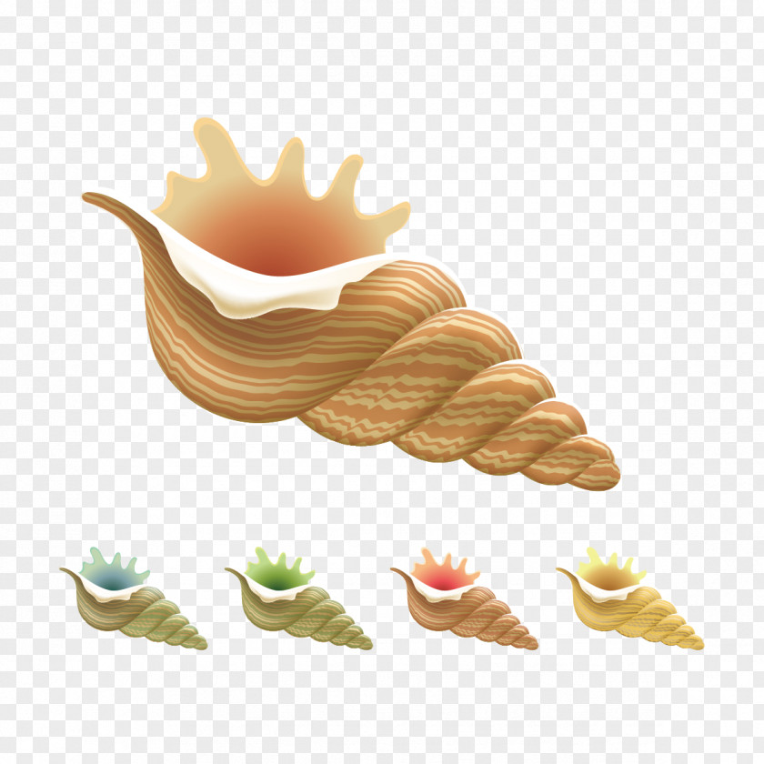 Conch Pattern Seashell Clip Art PNG