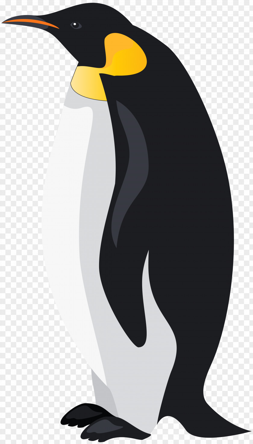 Emperor Penguin Clip Art Image King Bird PNG