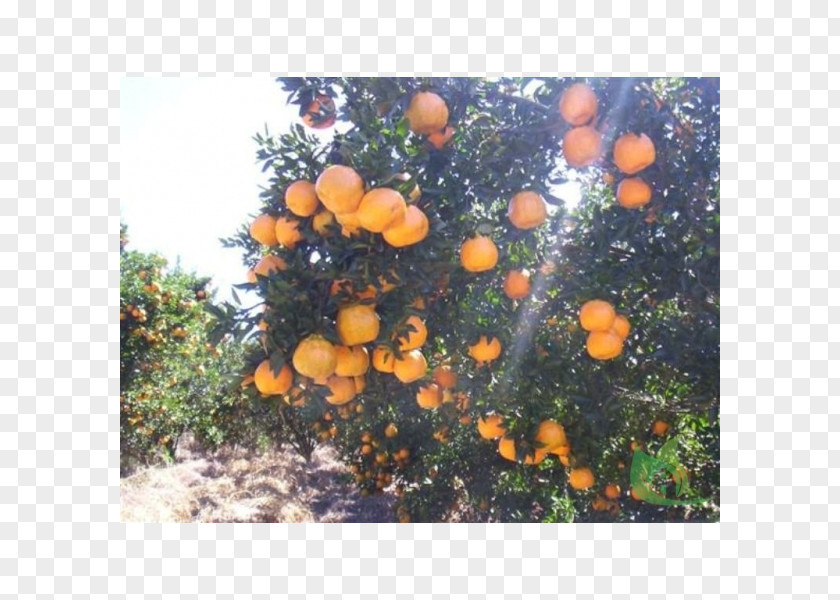 Garden Center Citrus PNG
