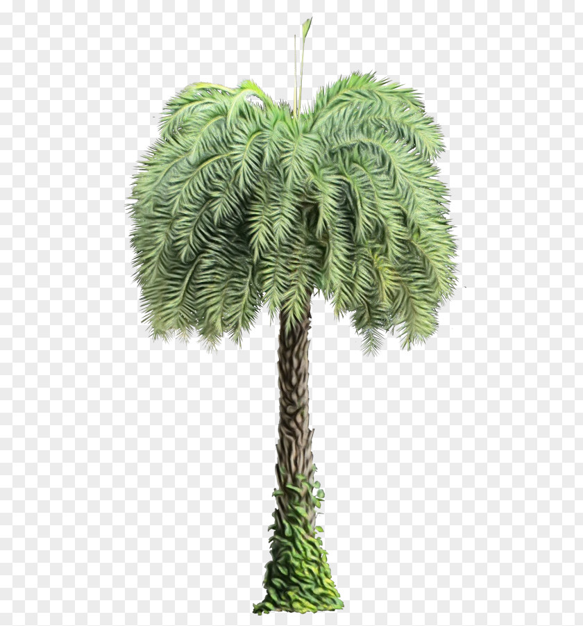 Pine Family Flowering Plant Palm Tree PNG