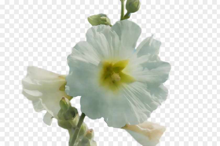 Primrose Mallows Mallow PNG