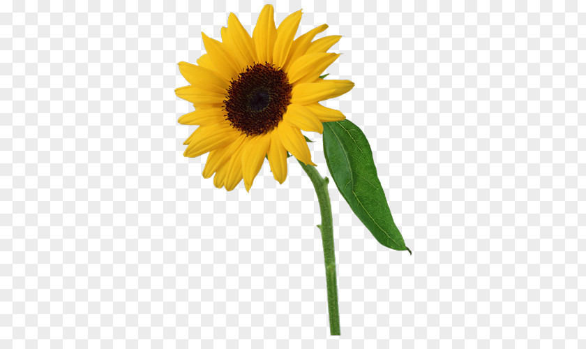 Flower Collage Common Sunflower Clip Art PNG