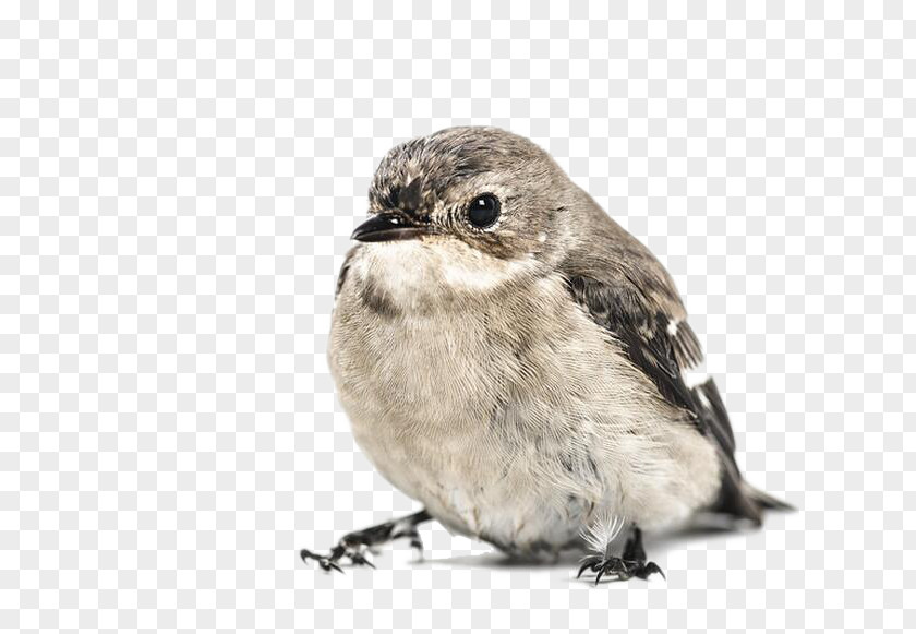 Gray Sparrow House Hummingbird Bird Feeder PNG