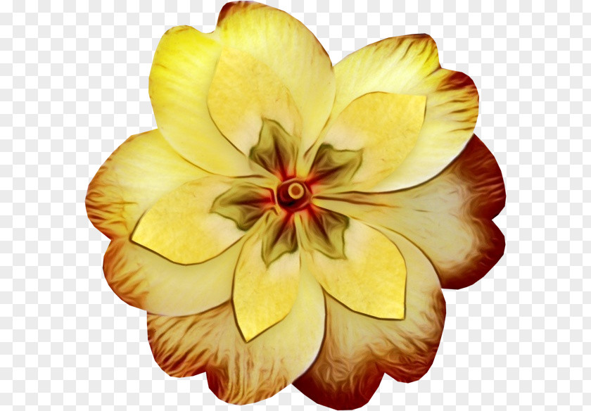 Perennial Plant Wildflower Petal Yellow Flower Flowering PNG
