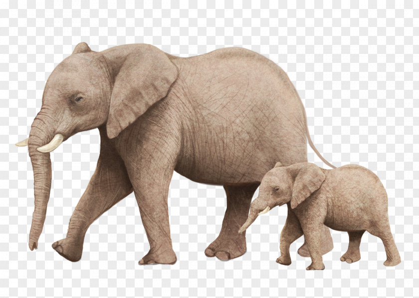 Elephant Mother And Son African Bush Illustration PNG
