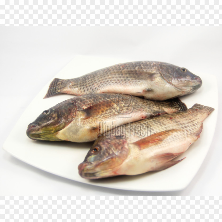 Fish Products Tilapia 09777 Salted Cod PNG