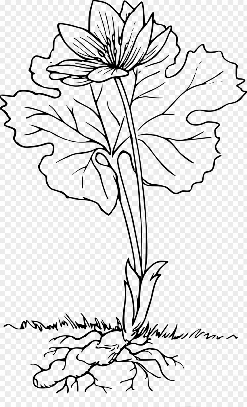 Plant Root Respiration Clip Art PNG
