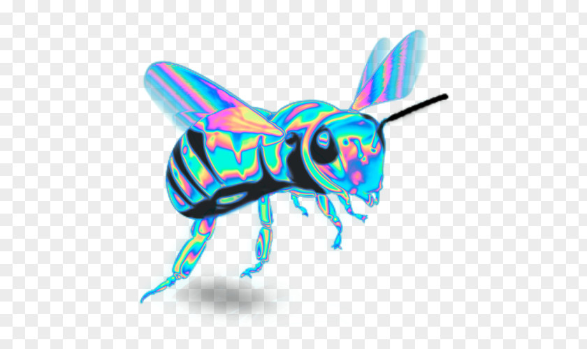 Bee Western Honey Insect Butterfly Pollinator PNG