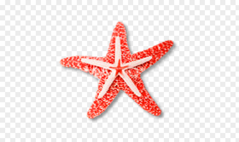 Creative Starfish Euclidean Vector Clip Art PNG