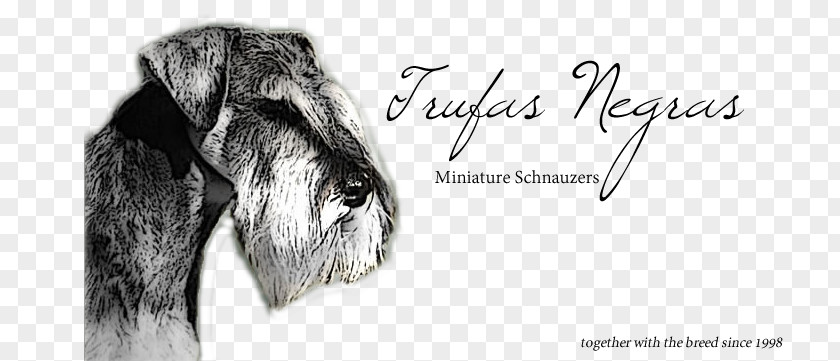 Miniature Schnauzer Dog Breed Snout Périgord Black Truffle PNG