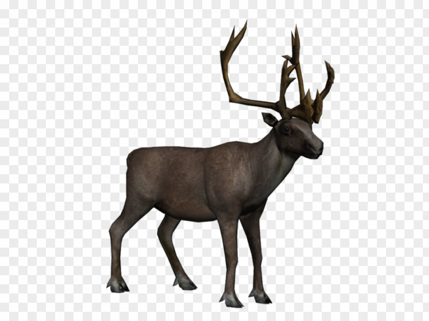 Reindeer Elk Arctic Tundra PNG