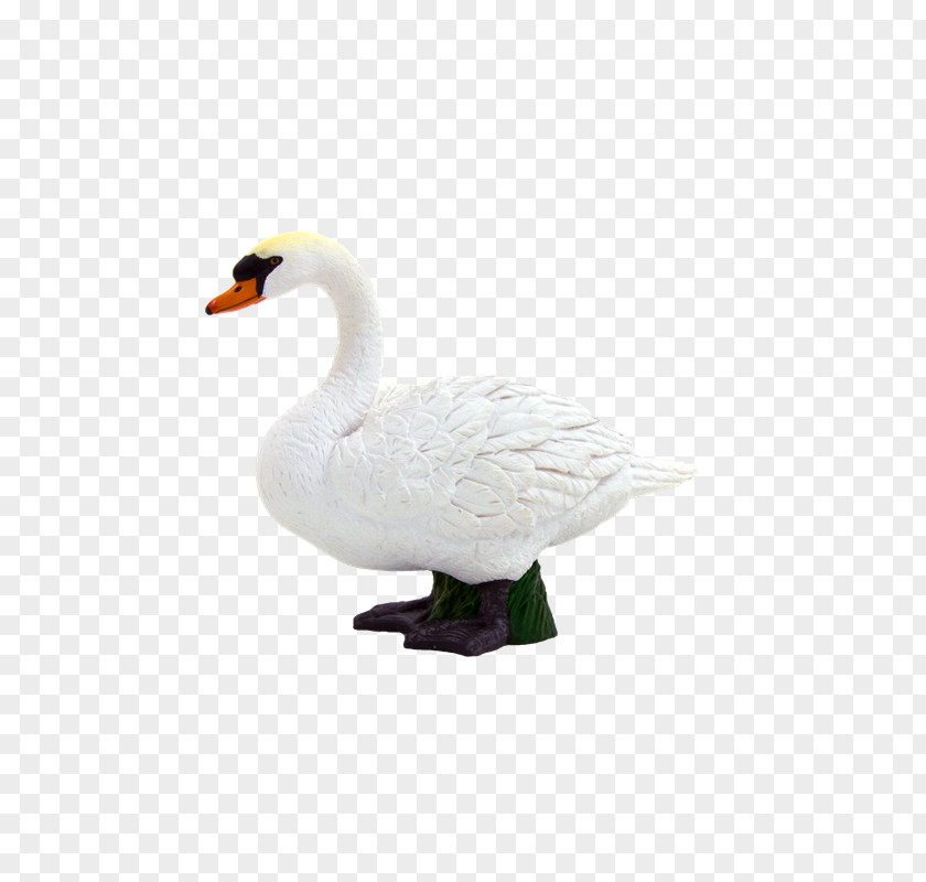 Sal Mute Swan Goose Duck Pony Cygnini PNG