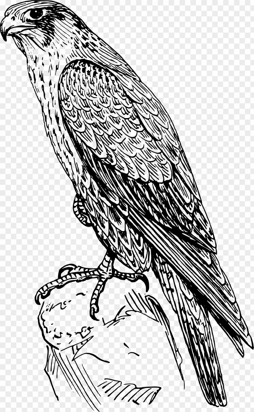 Sketch Peregrine Falcon Drawing Clip Art PNG