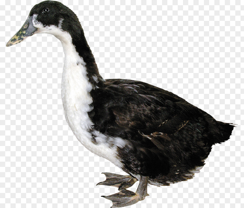 Tm Domestic Duck Goose Grey Geese Poultry PNG