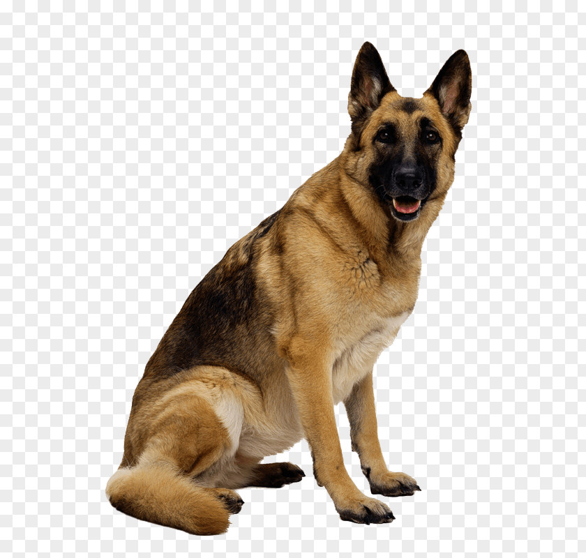 Dog Image Picture Download Dogs German Shepherd Puppy PNG