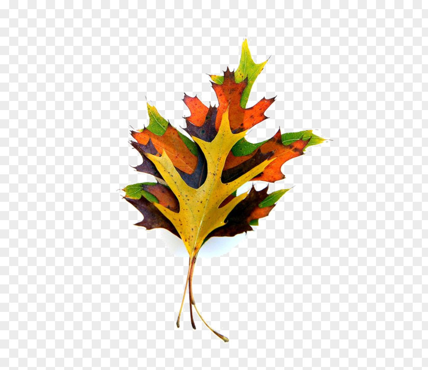 Leaf Maple Paper Autumn Color Plant Stem PNG