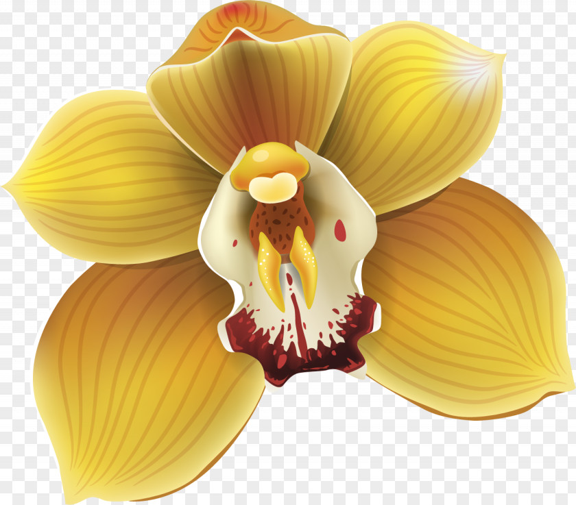 Orchid Flower Moth Orchids Drawing PNG