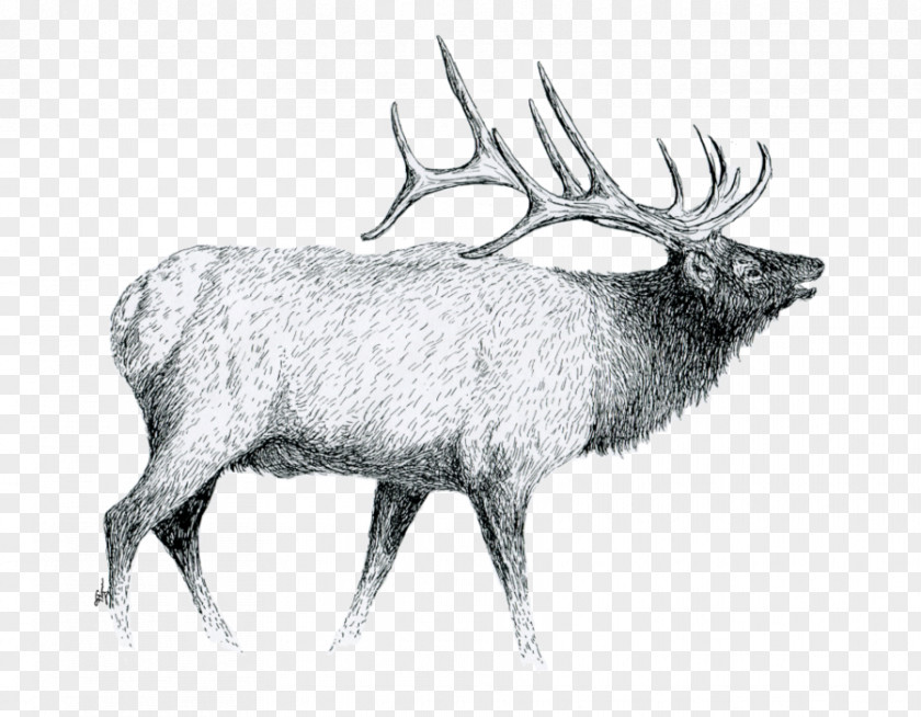 Pen Elk Drawing Antler Sketch PNG