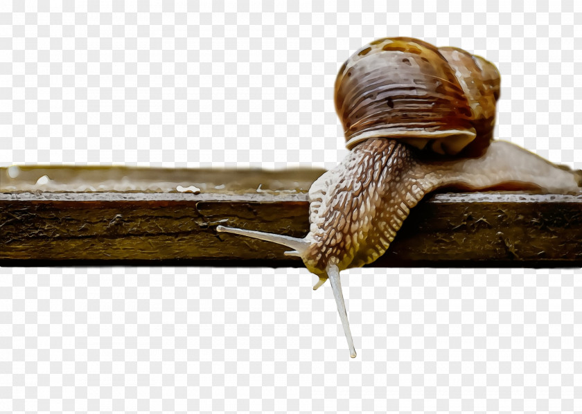 Slug Snail PNG