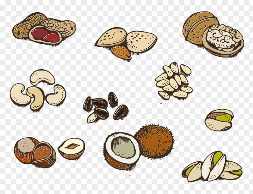 Design Clip Art Vegetarian Cuisine Nut Image Illustration PNG