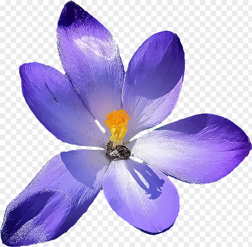 Wildflower Saffron Crocus Petal Flower Violet Purple PNG
