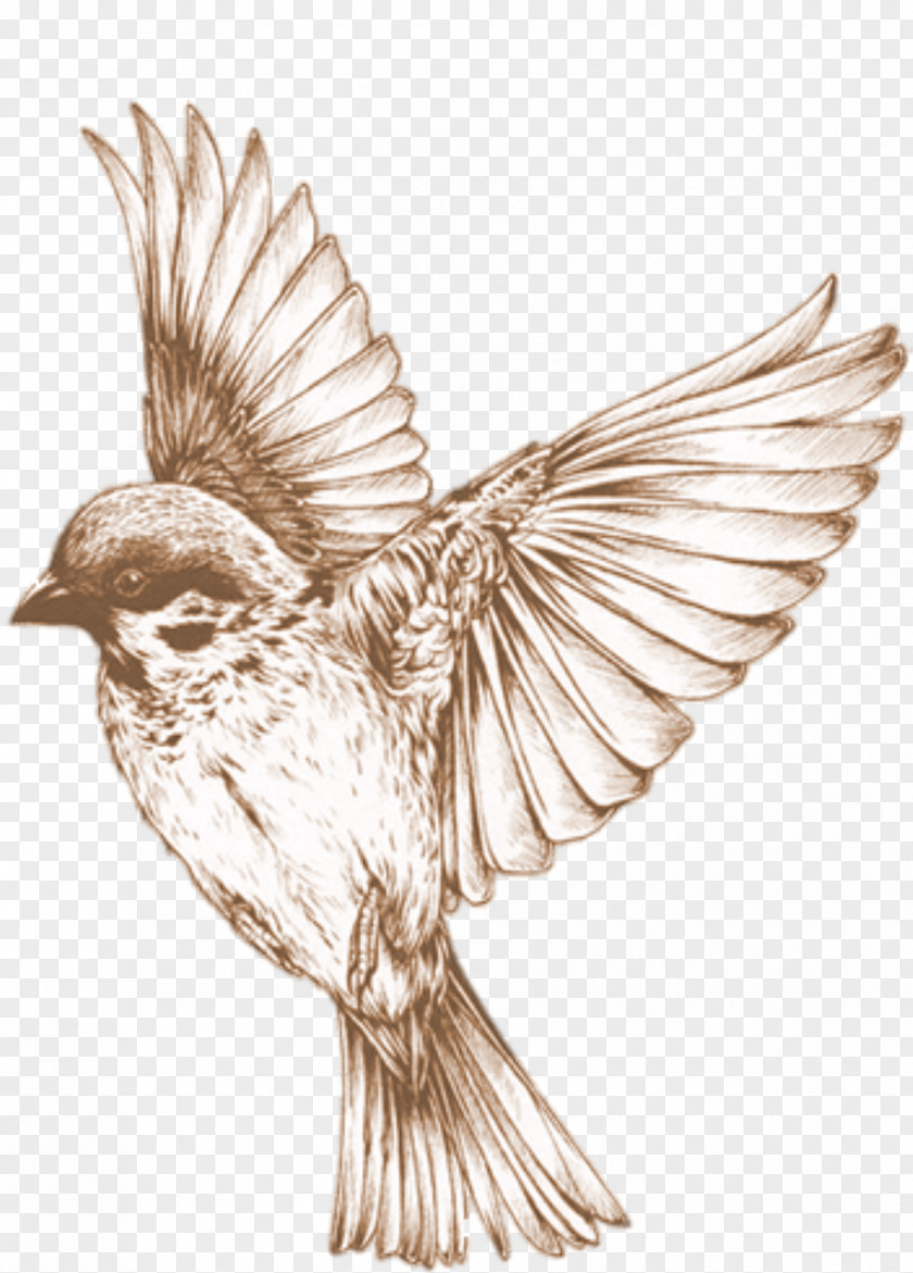 Bird Hummingbird Drawing Songbird Clip Art PNG