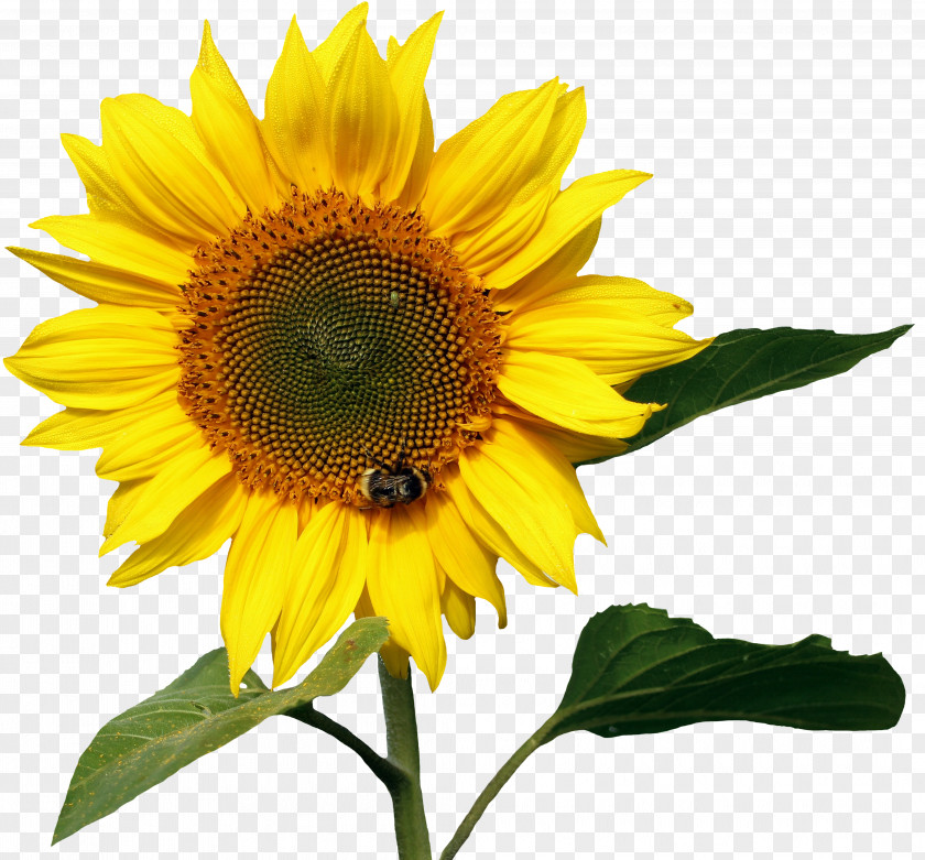 Flower Common Sunflower Image File Formats Nectar PNG