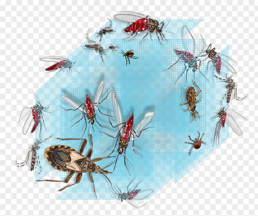 Health Vector Control Disease Mosquito PNG
