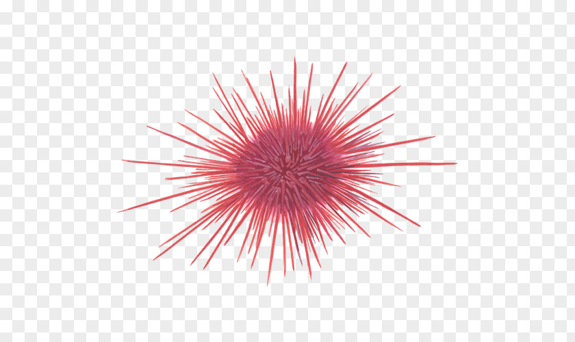 Sea Red Urchin Marine Invertebrates Pacific Purple PNG