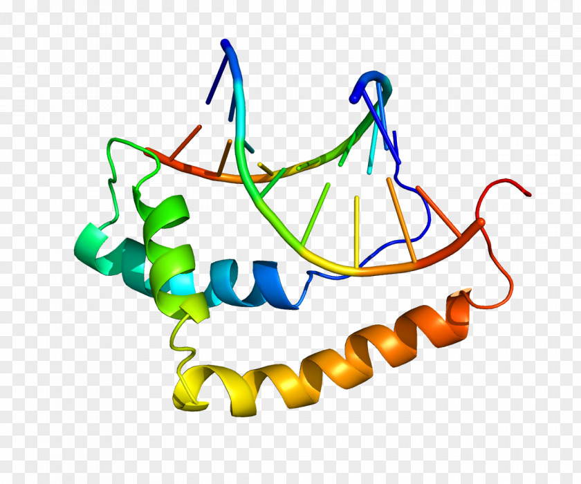 SOX9 Testis-determining Factor SOX Gene Family SOX3 Protein PNG