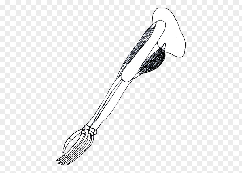 Torn Tricep Google Whisk Clip Art Kitchen Utensil H&M Illustration PNG