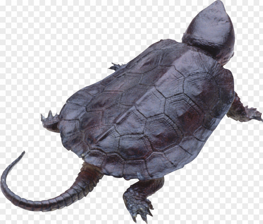 Turtle PNG