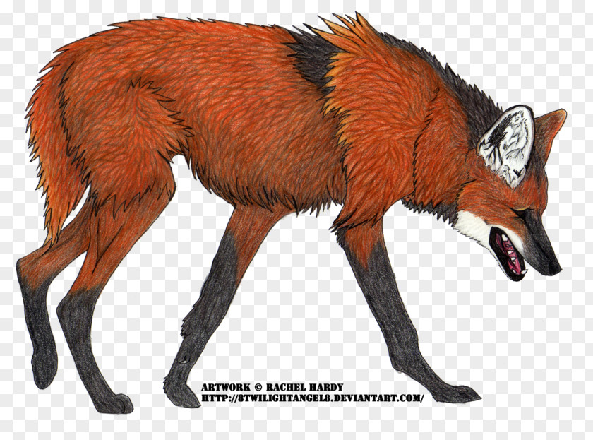 White House Red Fox Maned Wolf Dog Canidae Puppy PNG