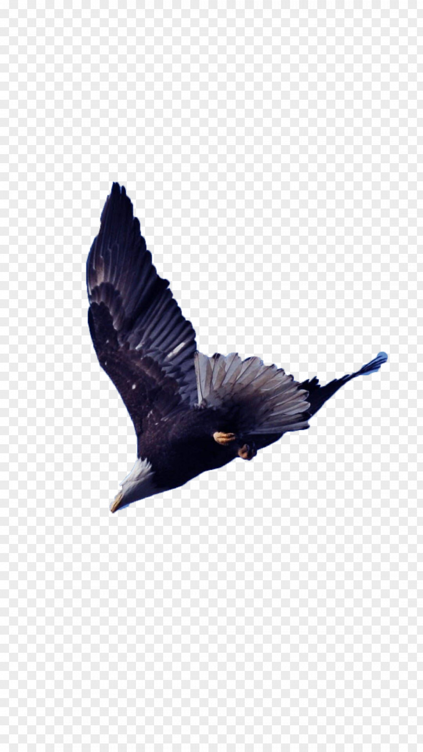Bird Soaring Eagle Aspect Ratio Wing PNG