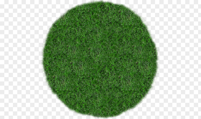 Grass Meadow-grasses Lawn Clip Art PNG