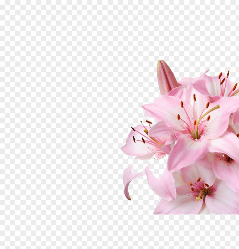 Lily Arum-lily Lilium Flower Pink Water PNG