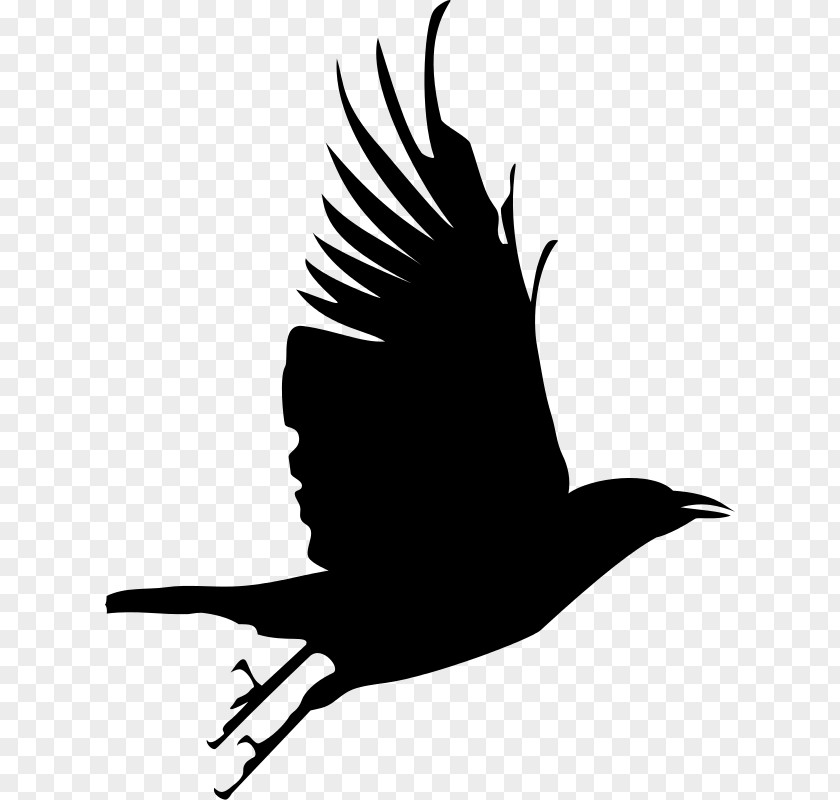 Flying Crow Common Raven Bird Silhouette Clip Art PNG