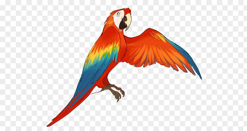 Red Parrot Kinectimals Macaw Drawing Illustration PNG