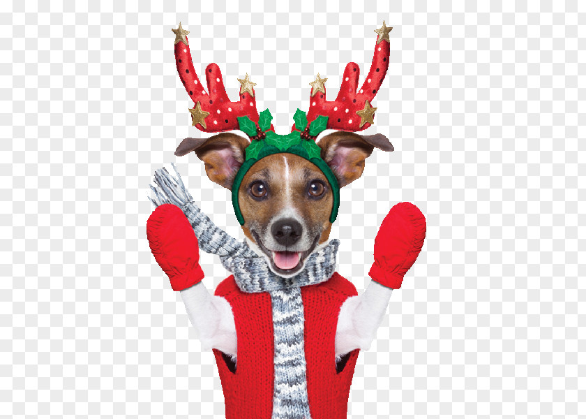 Reindeer Jack Russell Terrier Lapponian Herder Stock Photography Puppy PNG