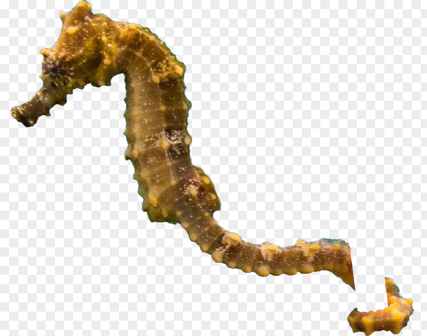 Seahorse Short-snouted PNG