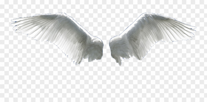 Angel Wings Wing Flight Aile PNG