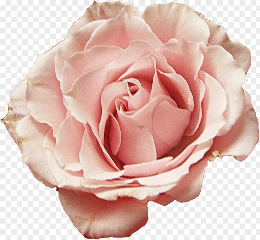 Flower Garden Roses Cabbage Rose Floribunda Petal PNG