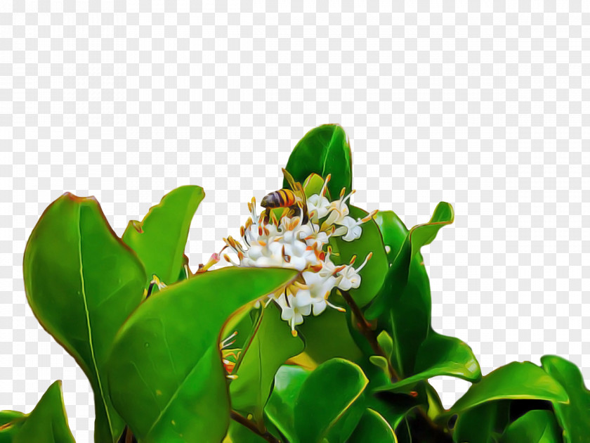 Leaf Flora Tree Flower Science PNG