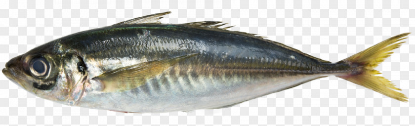 Mackerel Fish Seafood Japanese Horse Atlantic PNG