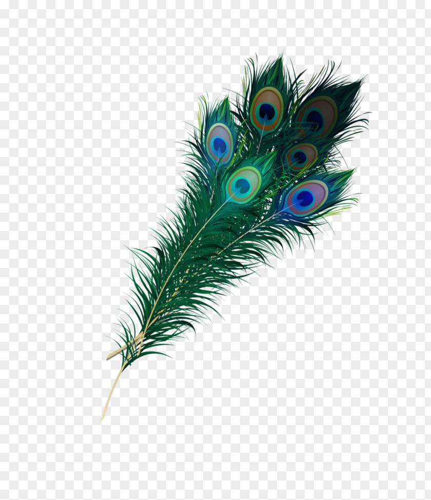 Peacock Feather Asiatic Peafowl Clip Art PNG