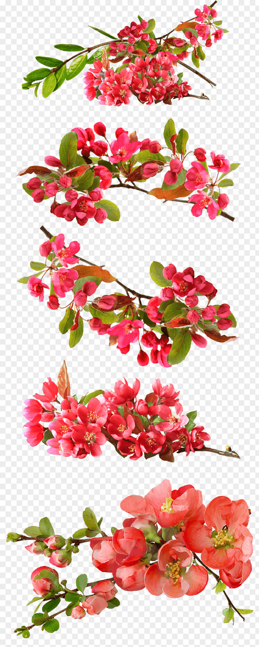 Red Vintage Floral Image Desktop Wallpaper Clip Art Stock.xchng PNG