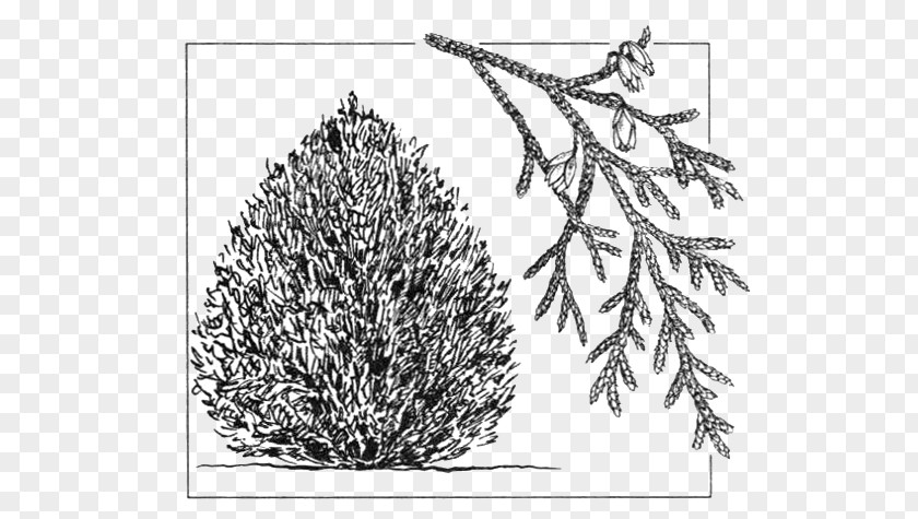 Tree Arborvitae Drawing Shrub Conifers Cupressus PNG