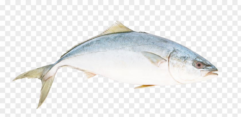 Tuna Yellowtail Amberjack Fish Products Bony-fish Albacore PNG