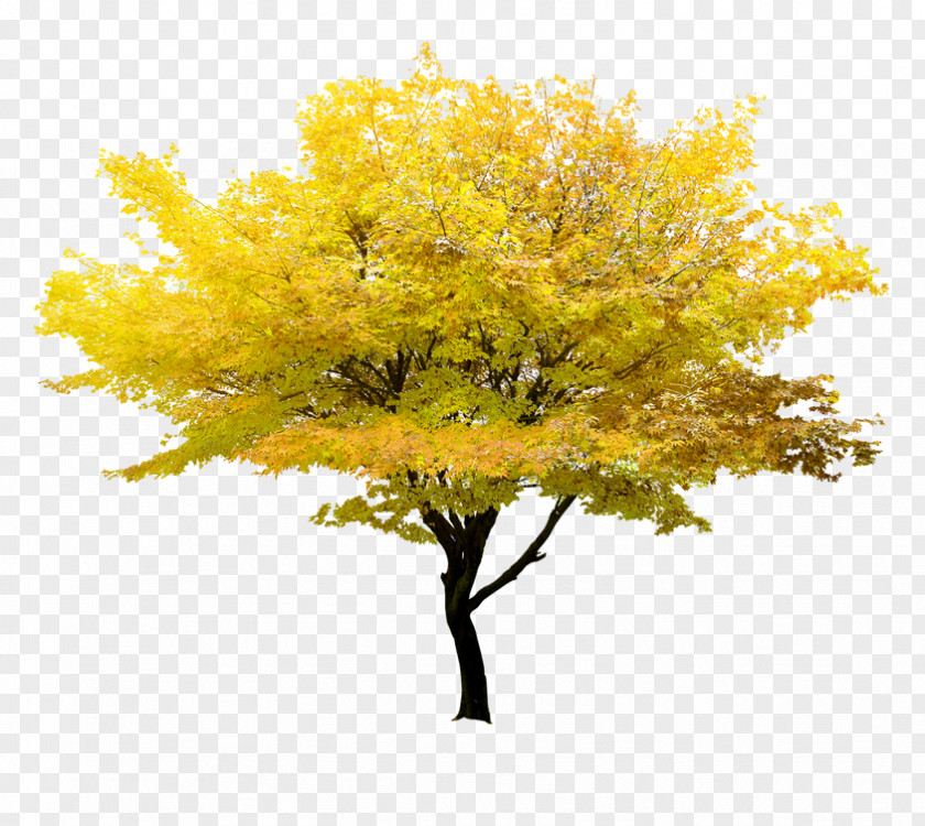 Yellow Tree Twig Maple PNG