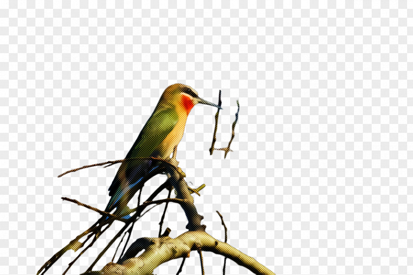 Bee Eater Perching Bird Beak Western Tanager Coraciiformes Finch PNG